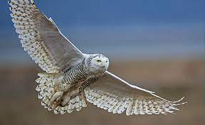 Snowy Owl